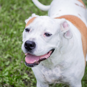Bobby Pet Sitting Gainesville FL