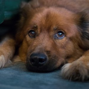 Dexter Pet Sitting in Gainesville FL