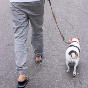 Dog Walking | Gainesville Pet Sitting