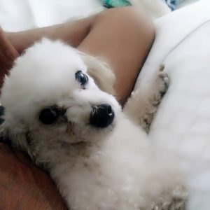 Gainesville Pet Sitters