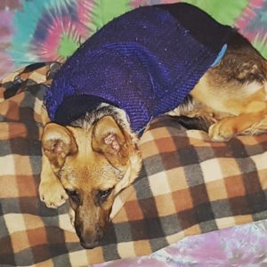 Gainesville Pet Sitting LaLa