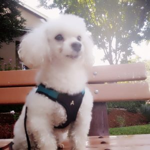 Gainesville Pet Sitting Teddy