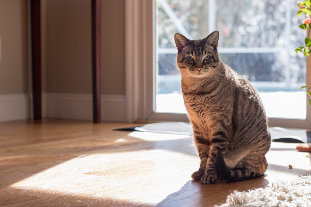 cat sitting