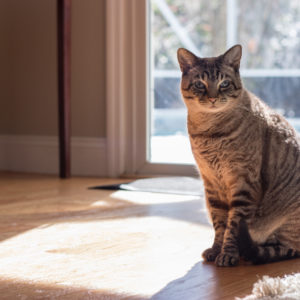 cat sitting