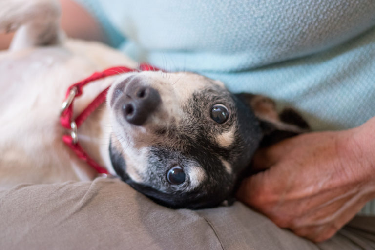 Pet Sitting Gainesville FL Dog Walking & Pet Taxi Pet Sitting Gainesville FL Dog Walking & Pet Taxi
