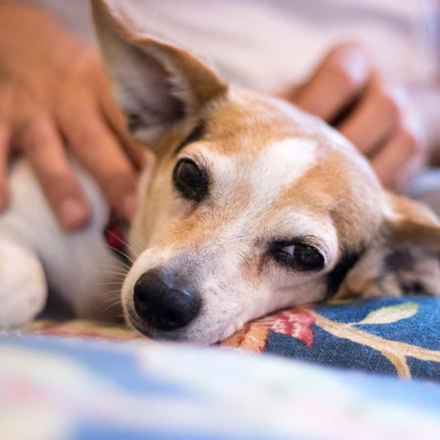 Pet Gallery Best Dog Walkers and Cat Sitters in Town Pet Sitters of