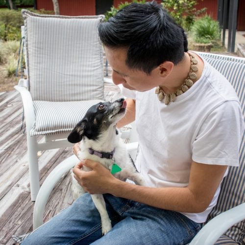 Pet Gallery Best Dog Walkers and Cat Sitters in Town Pet Sitters of