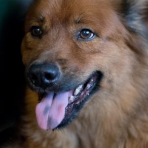 Pet Sitting Dexter