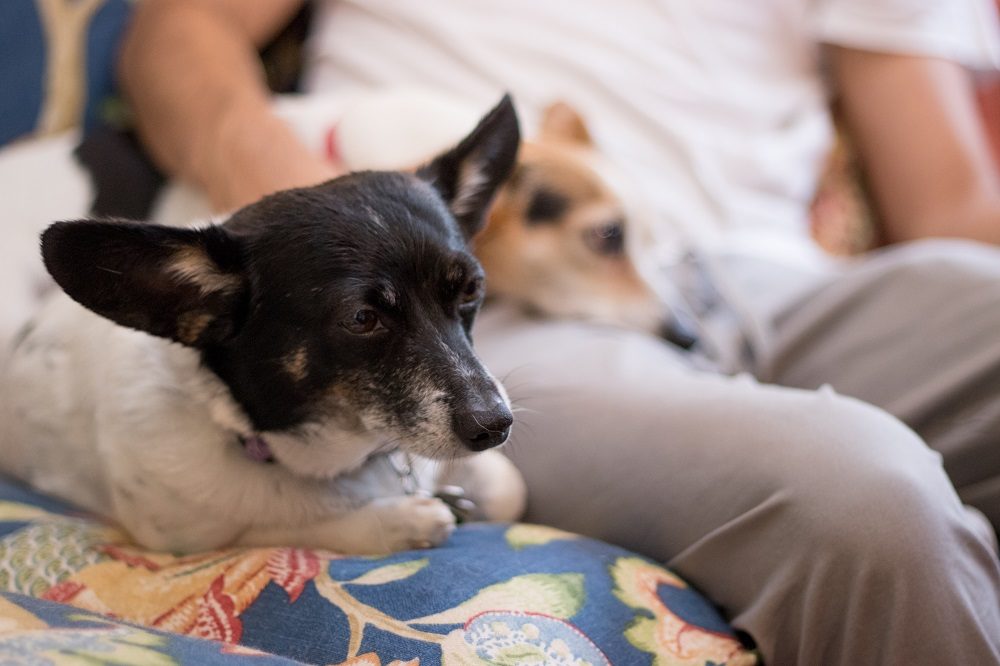 Pet Taxi | Gainesville Pet Sitting