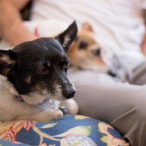 Pet Taxi | Gainesville Pet Sitting