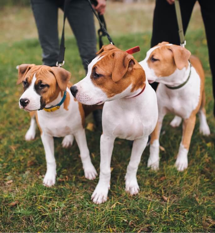 Dog walking | Gainesville Pet Sitting