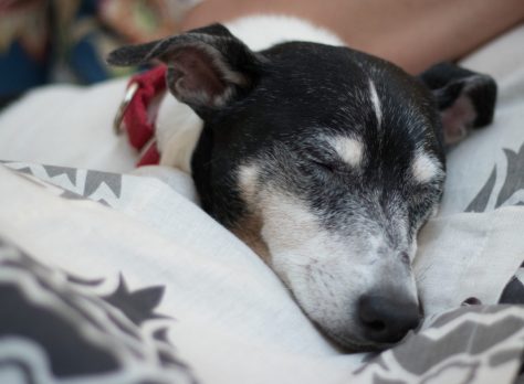 Dog Sleeping | Gainesville Pet Sitting