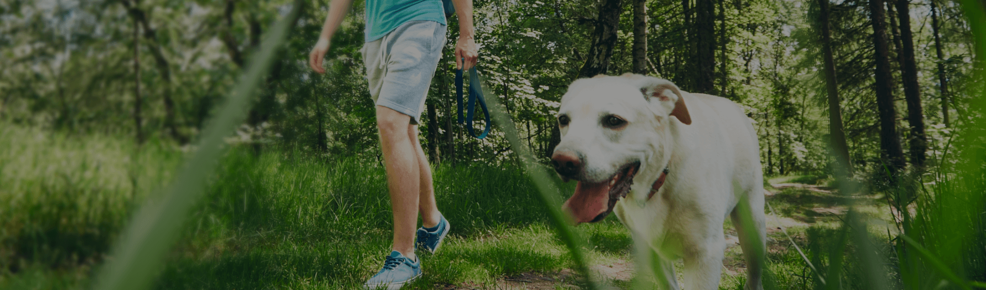 Dog Walking Pet Sitters of Gainesville