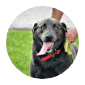 Gainesville Pet Sitters Dog happy | Gainesville Pet Sitting