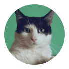 Gainesville Pet Sitters cat sitting | Gainesville Pet Sitting