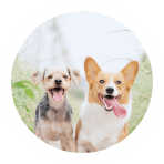 Gainesville Pet Sitters Dogs walking | Gainesville Pet Sitting